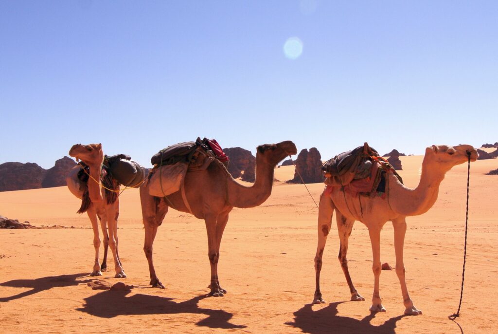 Algerien 064 2000px