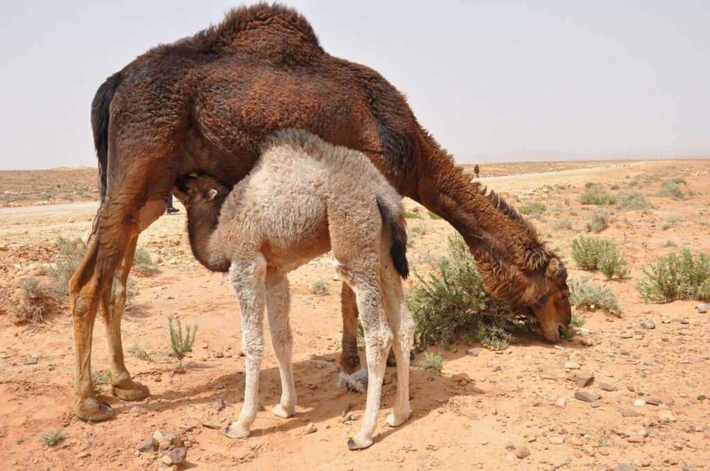 Algerien 119 2000px