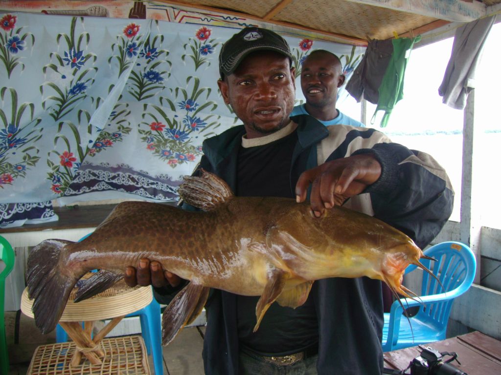 Kongo Fluss Fisch Abendessen