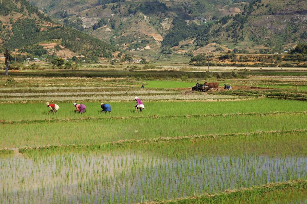 Madagaskar Opener 002 2000px