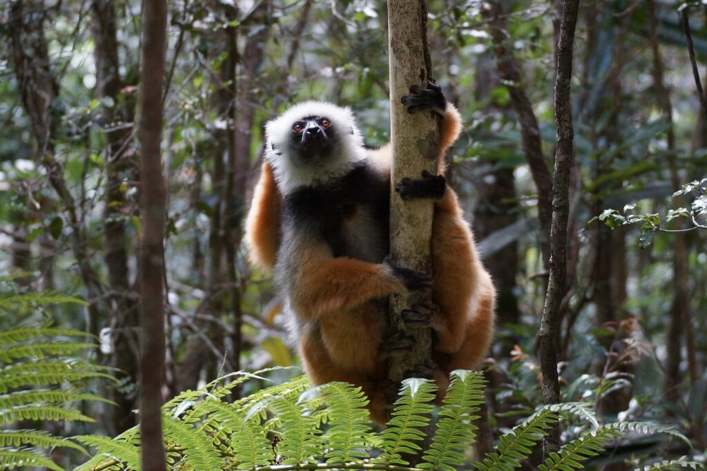 Madagaskar Opener 003 2000px