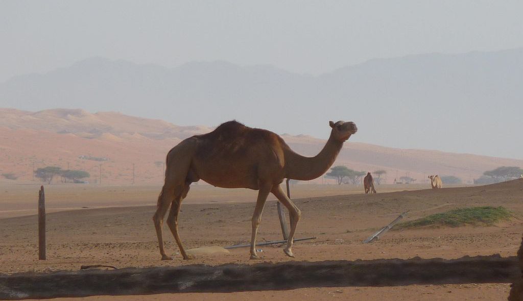 Oman-21-Kamel-Wahiba-Wüste-1024x590