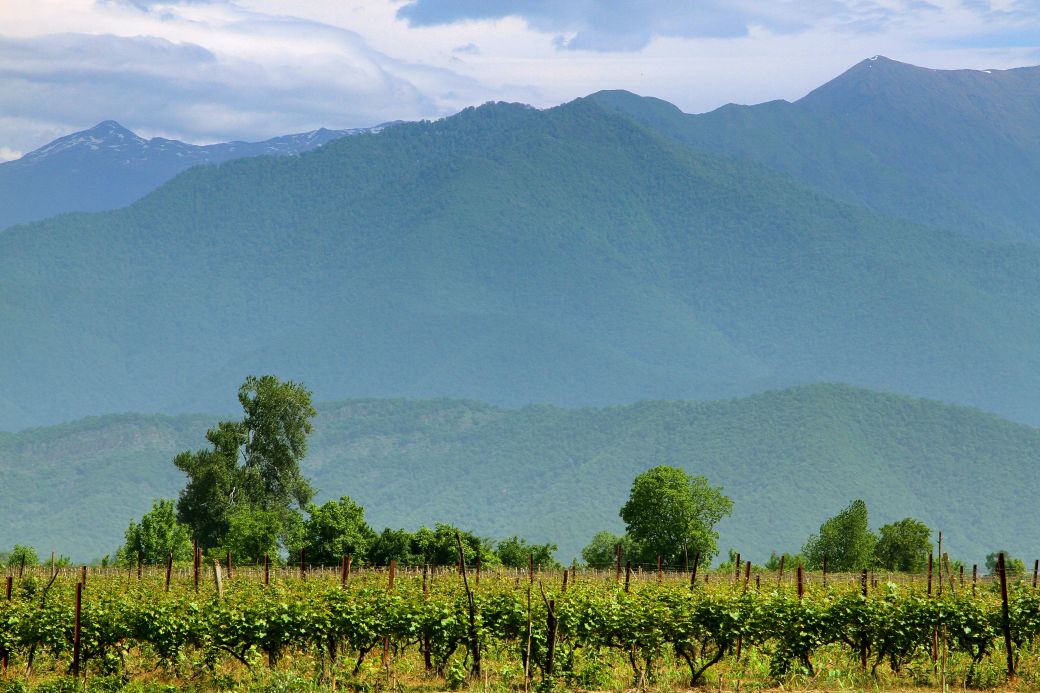 Georgien vineyards in Kakheti 72 dpi