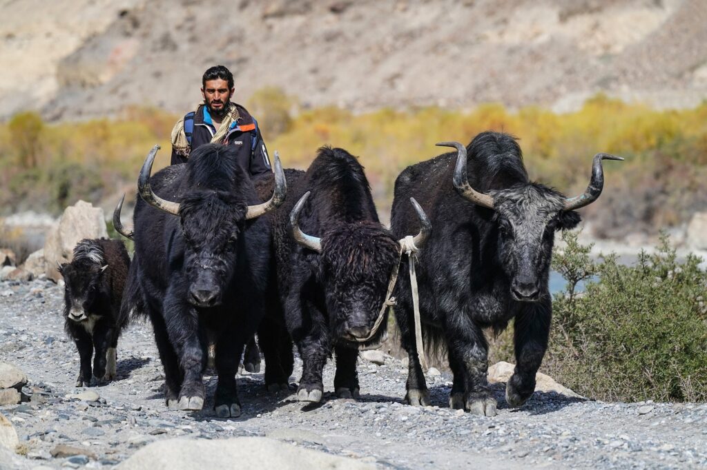 Pakistan Chapruson 002 2000px