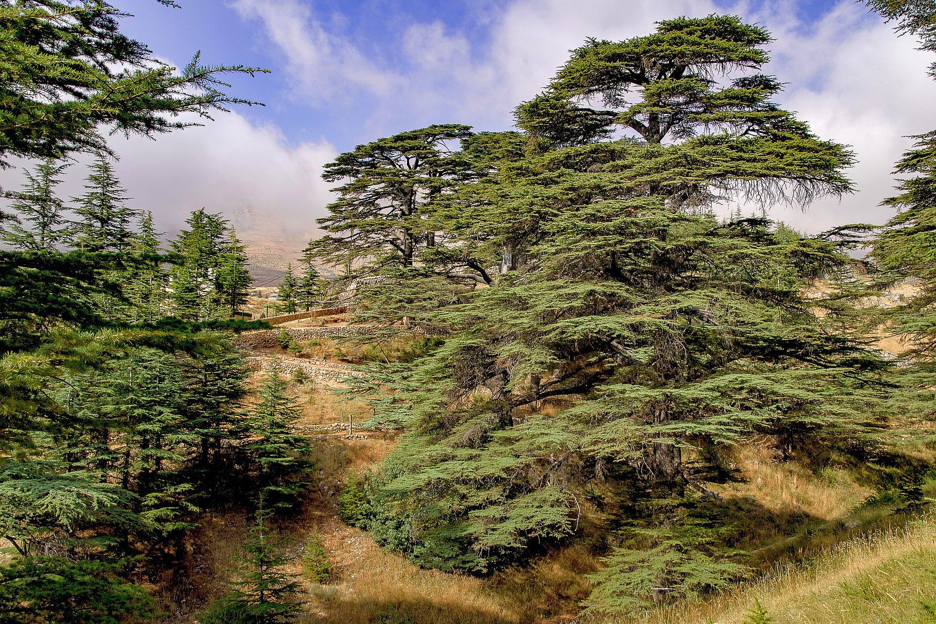 Libanon neu 076 2000px