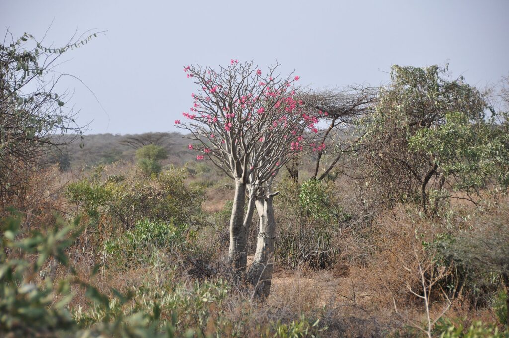 Äthiopien_new_2000px_39