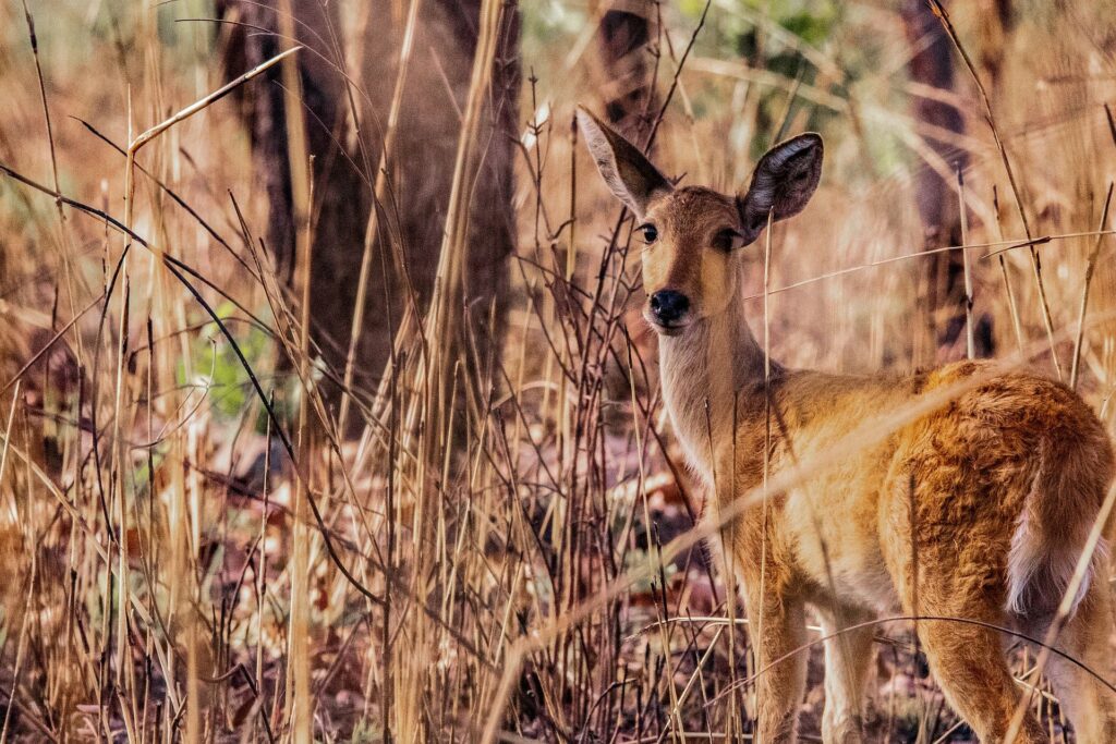 Kamerun_Slider_2000px_017