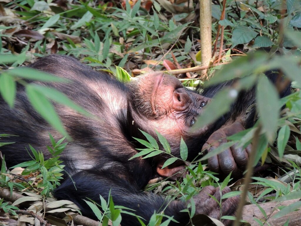 Kamerun_Slider_2000px_026