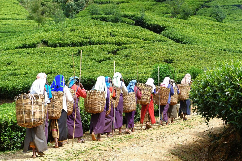 Sri_Lanka_Neu_2000px_039