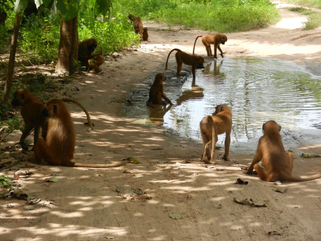 Westafrika-2000px-094