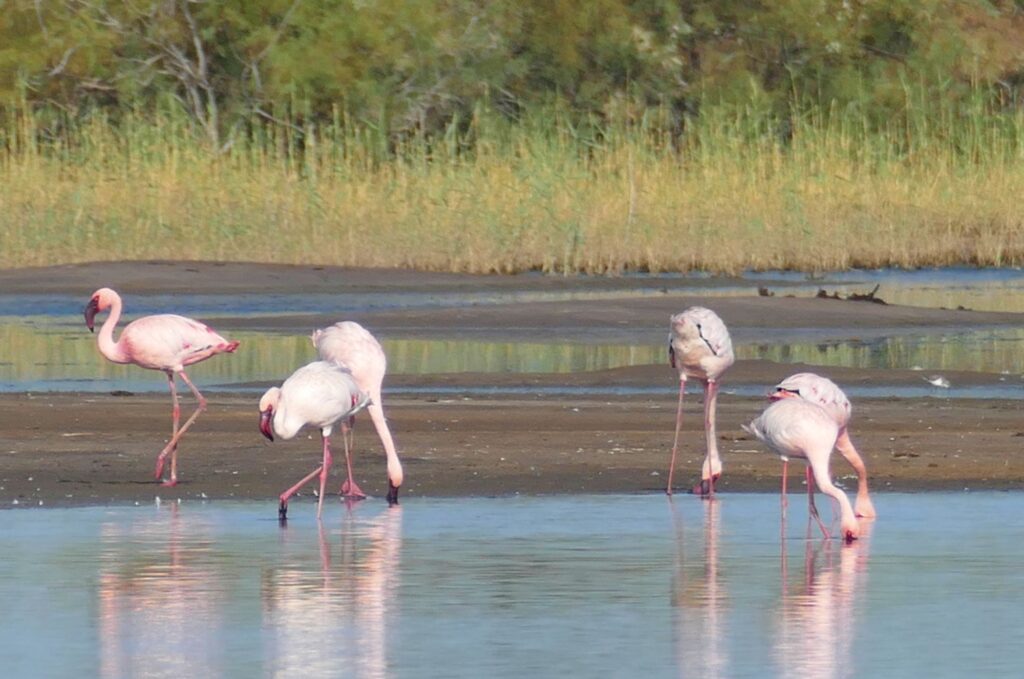 Westafrika-2000px-098